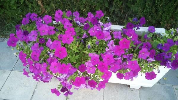 Daire Bileydi Park Antalya